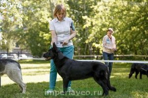вео, восточноевропейская овчарки, черные ВЕО, овчарка, хейли стар из новой империи