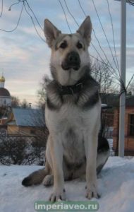 вео, восточноевропейская овчарка, питомник, жерминаль из новой империи