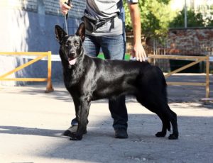 вео, восточноевропейская овчарки, черные ВЕО, овчарка