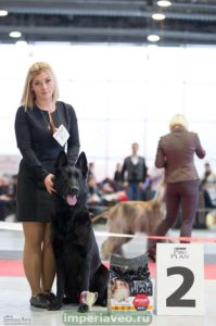 вео, восточноевропейская овчарки, черные ВЕО, овчарка, эрика из новой империи