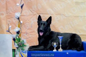 вео, восточноевропейская овчарки, черные ВЕО, овчарка, эрика из новой империи
