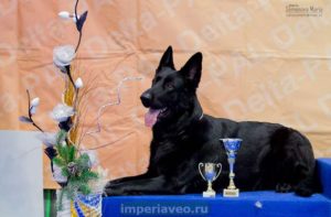 вео, восточноевропейская овчарки, черные ВЕО, овчарка, эрика из новой империи