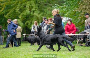 вео, восточноевропейская овчарки, черные ВЕО, овчарка, эрика из новой империи