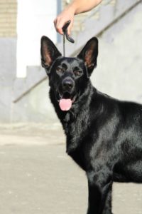 вео, восточноевропейская овчарки, черные ВЕО, овчарка