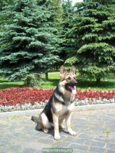 вео, восточноевропейская овчарка, питомник, юлария