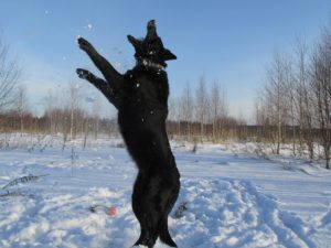 вео, восточноевропейская овчарки, черные ВЕО, овчарка, гроза из новой империи