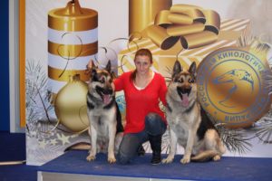 вео, кобель, восточноевропейская овчарка, питомник, феникс из новой империи