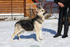 вео, восточноевропейская овчарка, питомник, жерминаль из новой империи