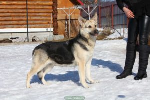 вео, восточноевропейская овчарка, питомник, жерминаль из новой империи