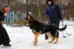 вео, кобель, восточноевропейская овчарка, питомник, оптимист фреди из новой империи