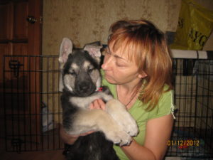 вео, кобель, восточноевропейская овчарка, питомник, центурион из новой империи, Гранд Чемпион