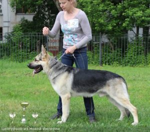вео, кобель, восточноевропейская овчарка, питомник, центурион из новой империи, Гранд Чемпион
