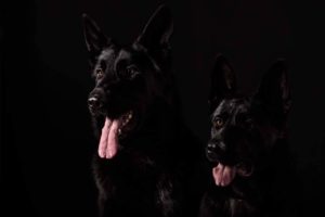 вео, кобель, восточноевропейская овчарка, питомник, черные ВЕО