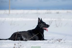 вео, восточноевропейская овчарки, черные ВЕО, овчарка, эрика из новой империи