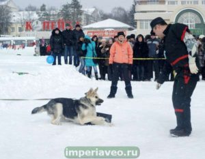 вео, восточноевропейская овчарка, питомник, жерминаль из новой империи