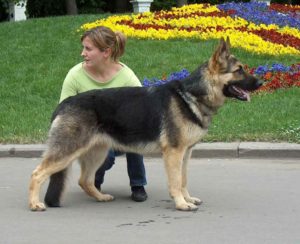 вео, восточноевропейская овчарка, питомник, юлария