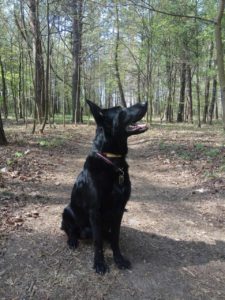 вео, восточноевропейская овчарки, черные ВЕО, овчарка