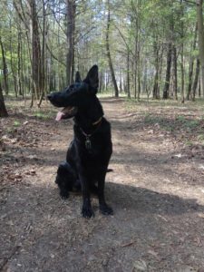 вео, восточноевропейская овчарки, черные ВЕО, овчарка