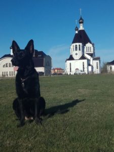 вео, восточноевропейская овчарки, черные ВЕО, овчарка