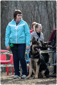 вео, кобель, восточноевропейская овчарка, питомник, оптимист фреди из новой империи