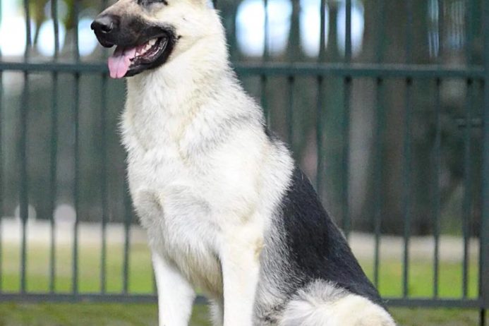 25 августа 2025 года у нас родились щенки!