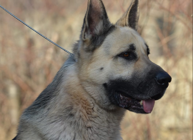 В питомнике 8 ноября 2025 родились щенки!