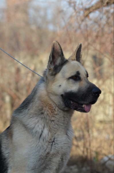 В питомнике 8 ноября 2025 родились щенки!